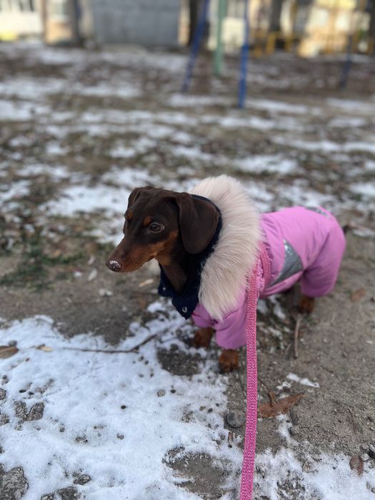 Продам зимовий комбінезон для собаки, дівчинка