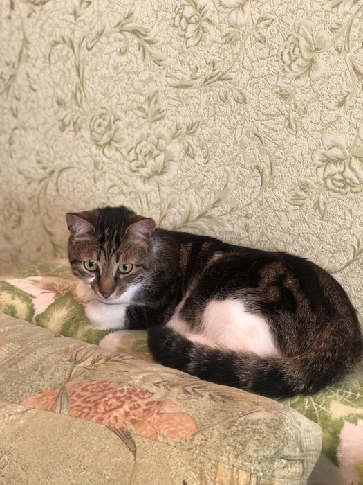 Котик Бусік 2 р. кастрований.