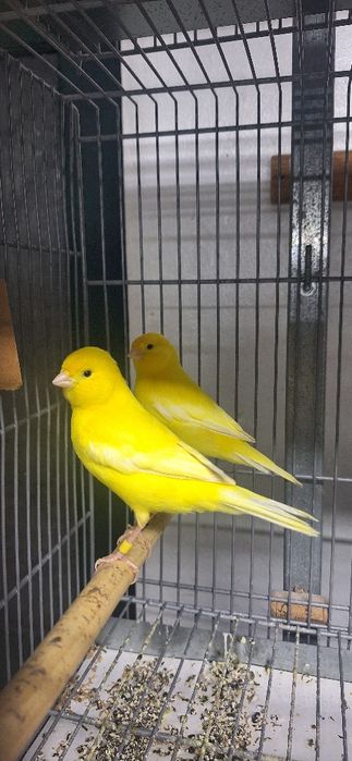 Lote canários lipocromo amarelo e brancos recessivos