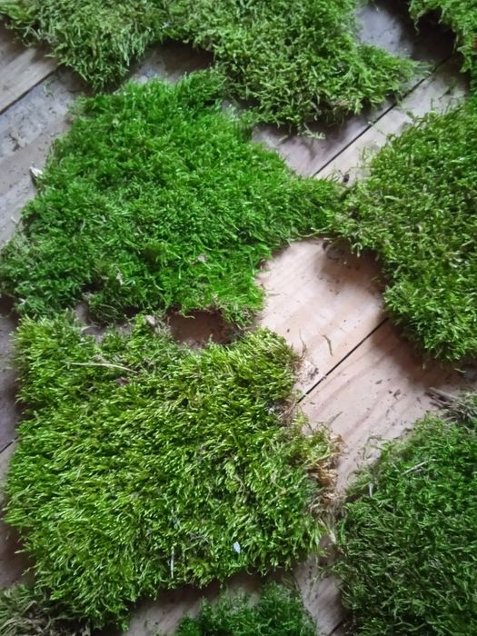 Мох плоский живий