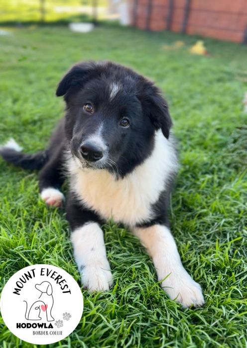 Szczeniaczek Border Collie