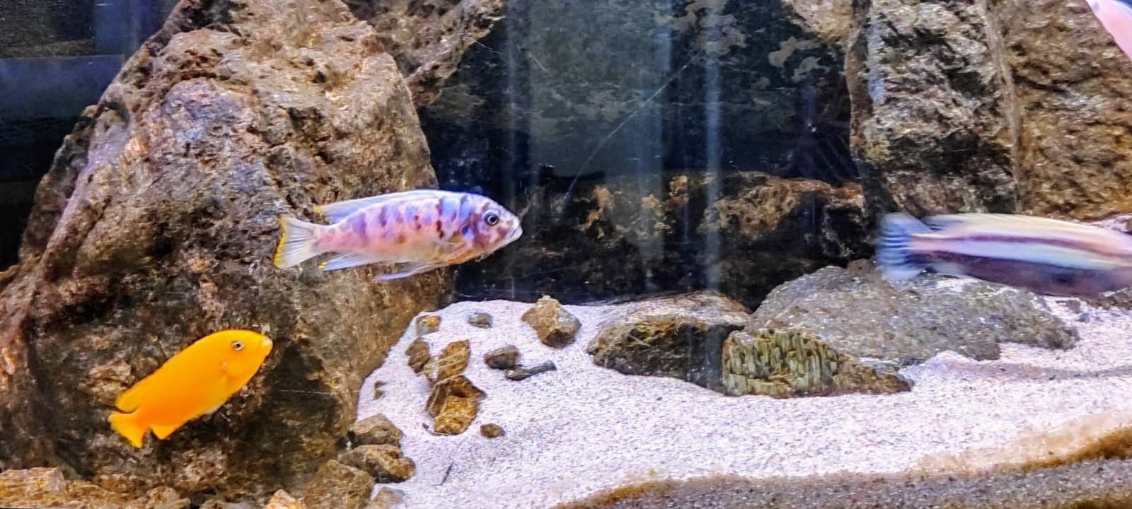 Akwarium, stelaż , fluval fx6 , Malawi, pyszczaki, pielegnice