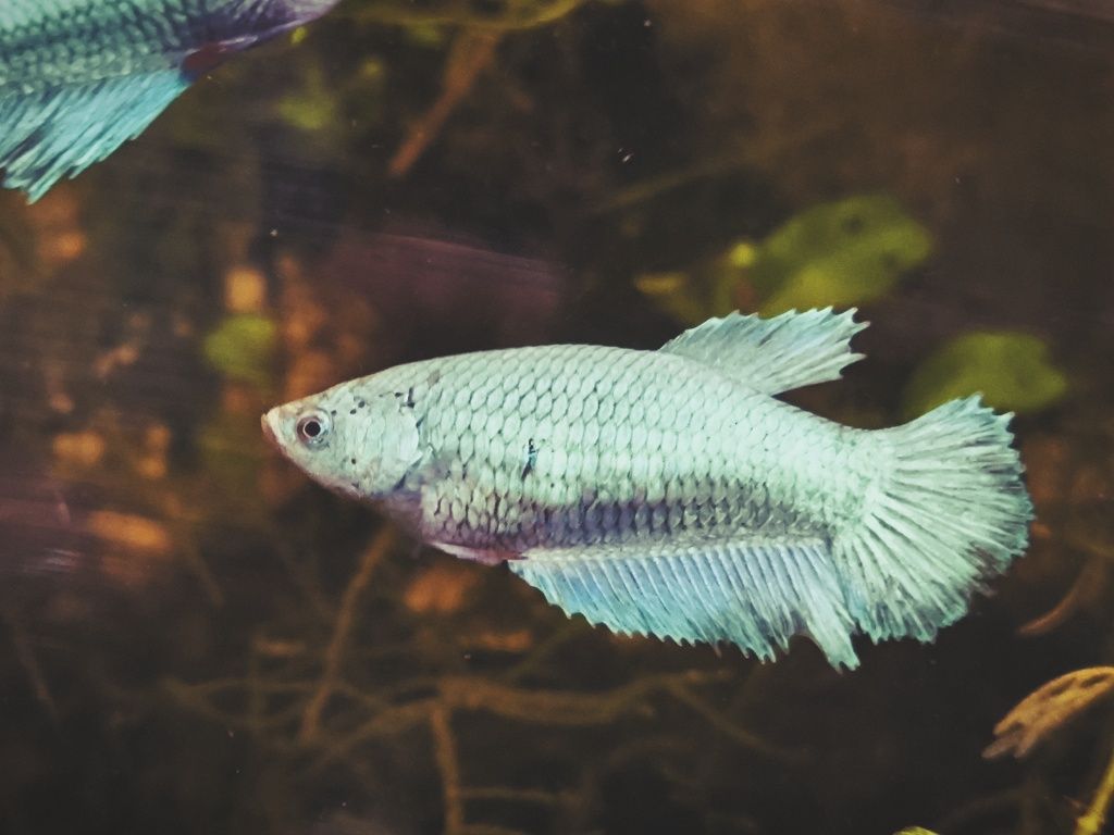Peixe paraíso azul