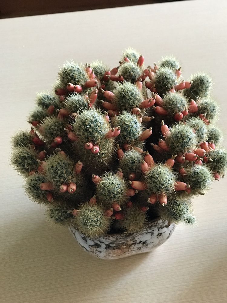 Семена кактуса маммиллярия побегоносная Mammillaria prolifera