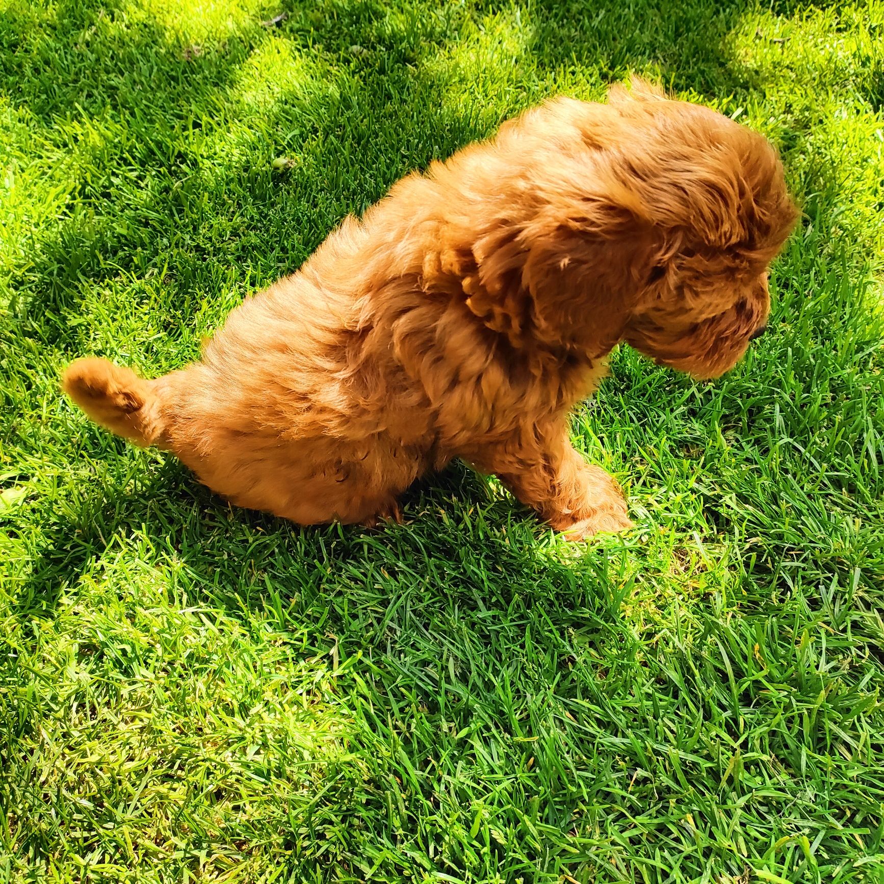 Prześliczna suczka Maltipoo.