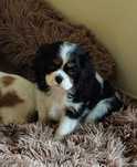 Cavalier King Charles Spaniel Macho