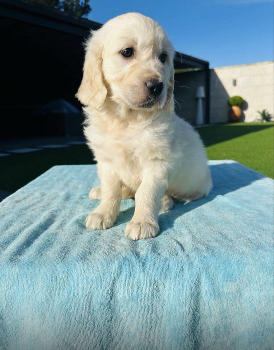 Golden Retriever linda