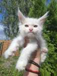 Kocurek Maine Coon z efektem merle