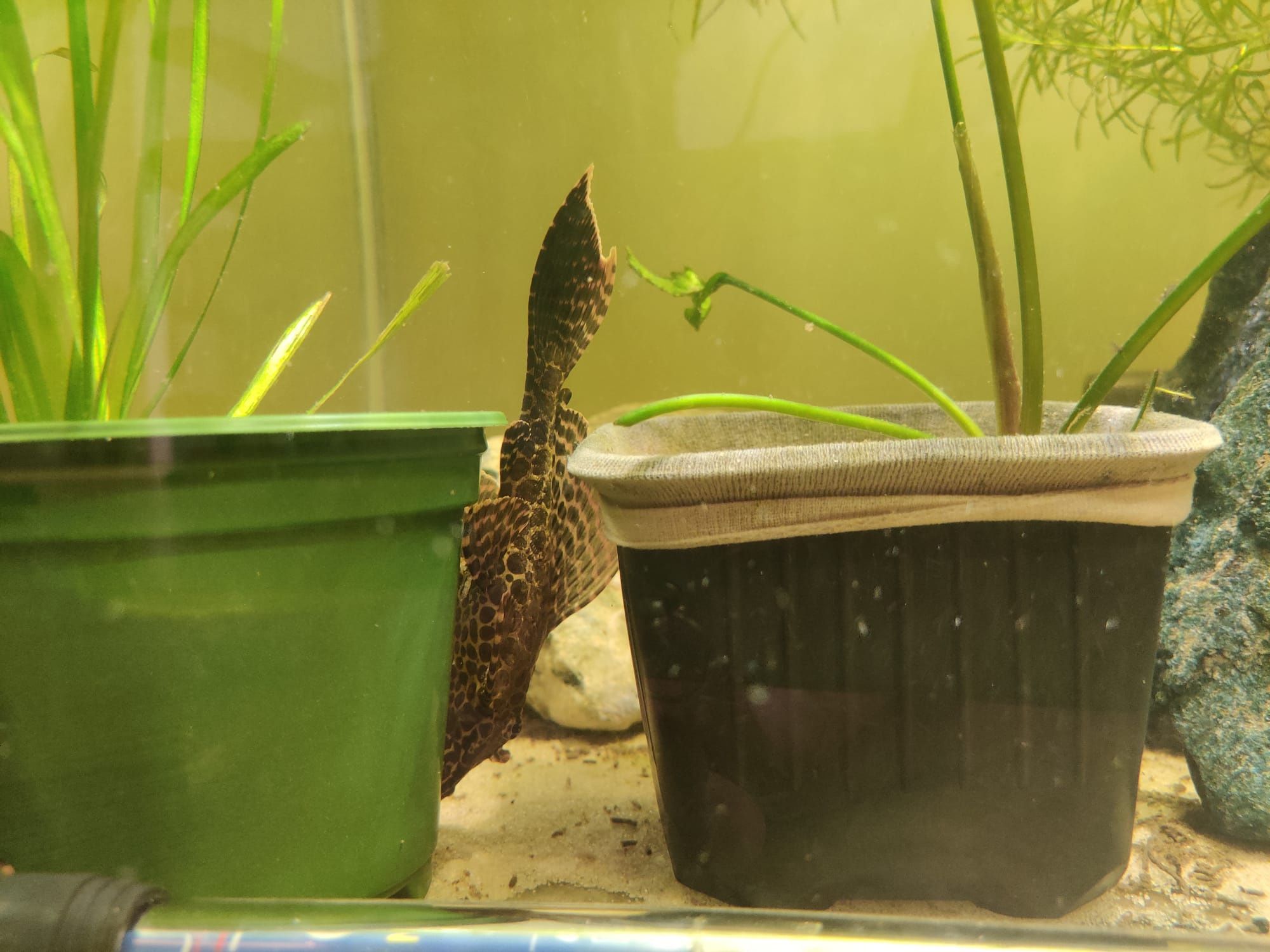 zbrojnik lamparci ok. 15cm