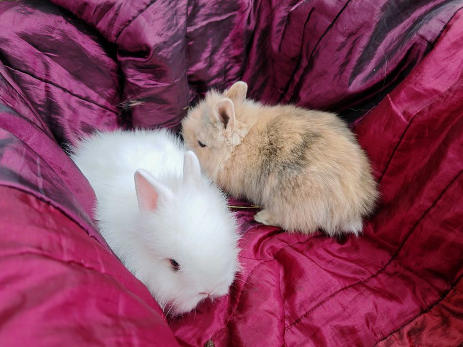 Śliczne młode samodzielne Króliki miniaturki Królik miniaturka Teddy