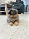Pomeranian orange sable śliczny Juno