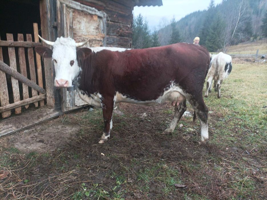 Продам молоду корову