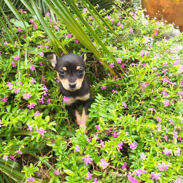 Pinscher fêmea belíssima