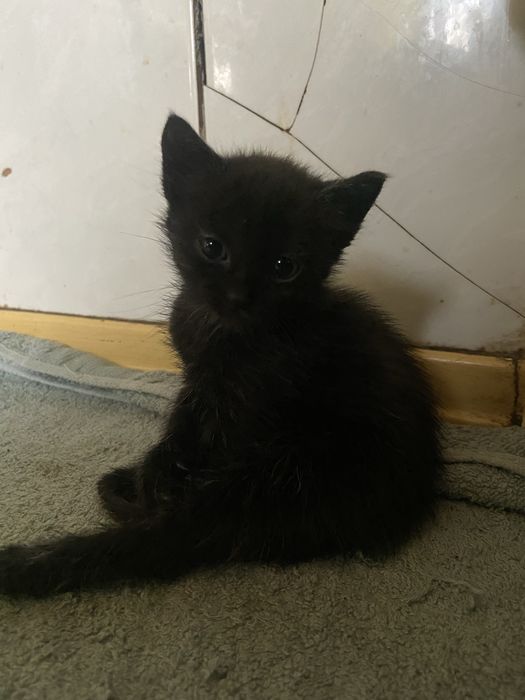 Отдам котят (кот и кошка)