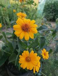 Sloneczniszek szorstki - żółty kwiat