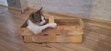 Cukierek do adopcji