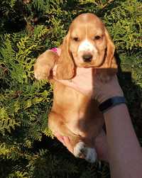 Sunia Cocker spaniel angielski.