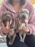 Pitbull pit bull silver rednose red nose szczeniaki