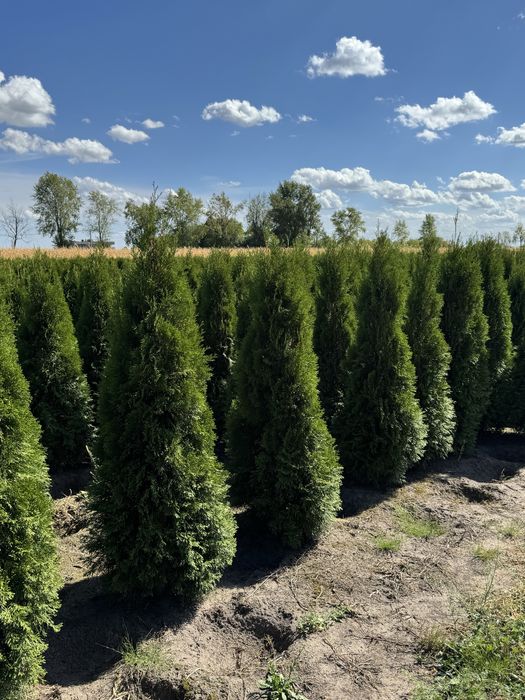 Gęsta Tuja Szmaragd 160-170cm Producent Dostawa Sadzenie
