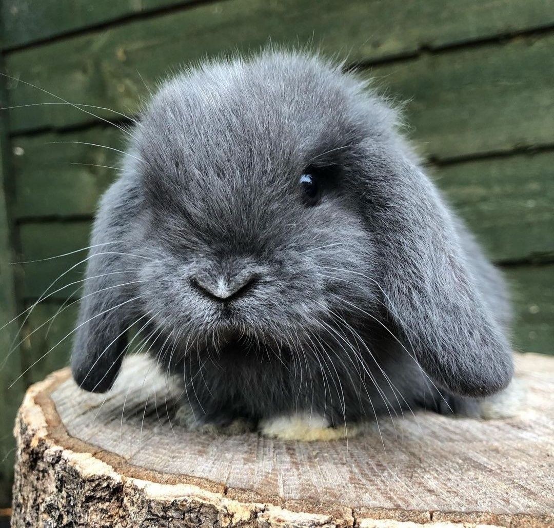 KIT Coelhos anões orelhudos, mini lop Coelhinhos adoráveis muit dóceis