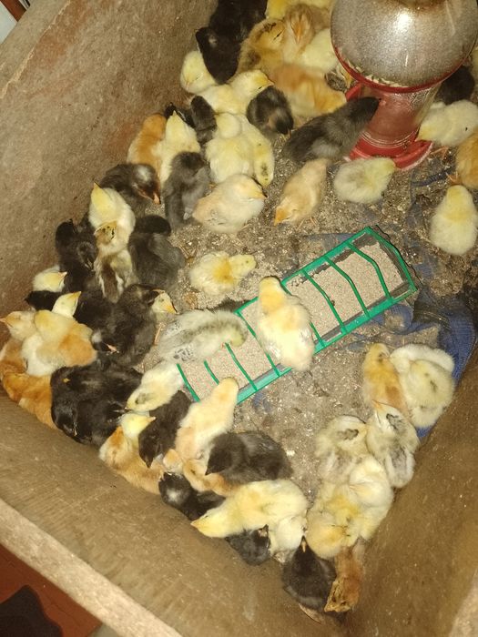 Продам курчата тижневі та більші