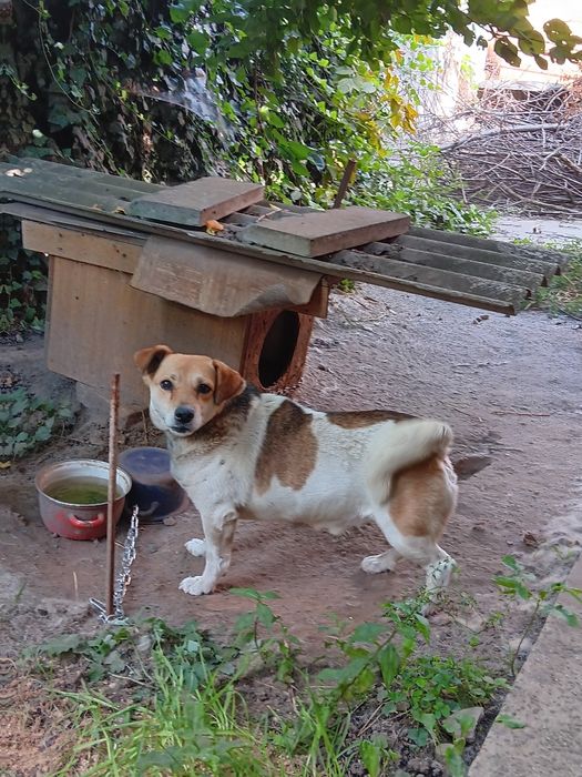 Отдам собаку в хорошие руки.