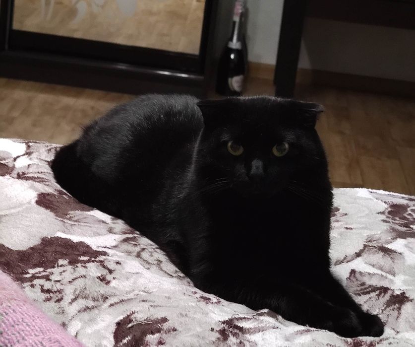 В'язка, вісловухий шотландець запрошує чарівну кішечку.