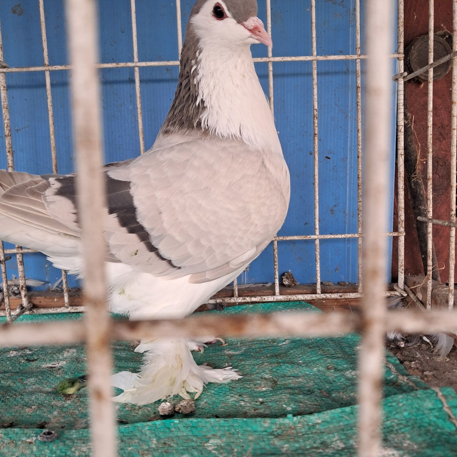 Lahor lahore możliwy transpot