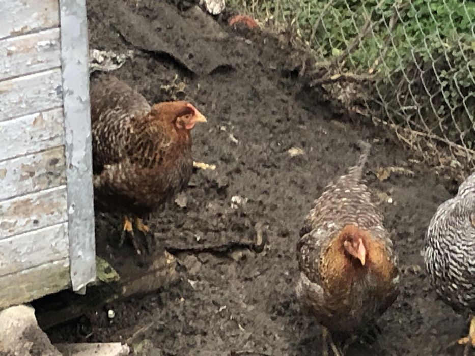 Домашні кури Білефельдер