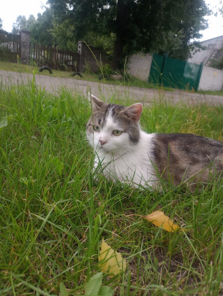 Кот Батон с Шалыгино