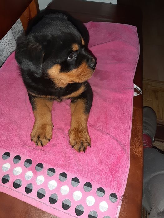 Rottwailer szczeniak starej Lini.