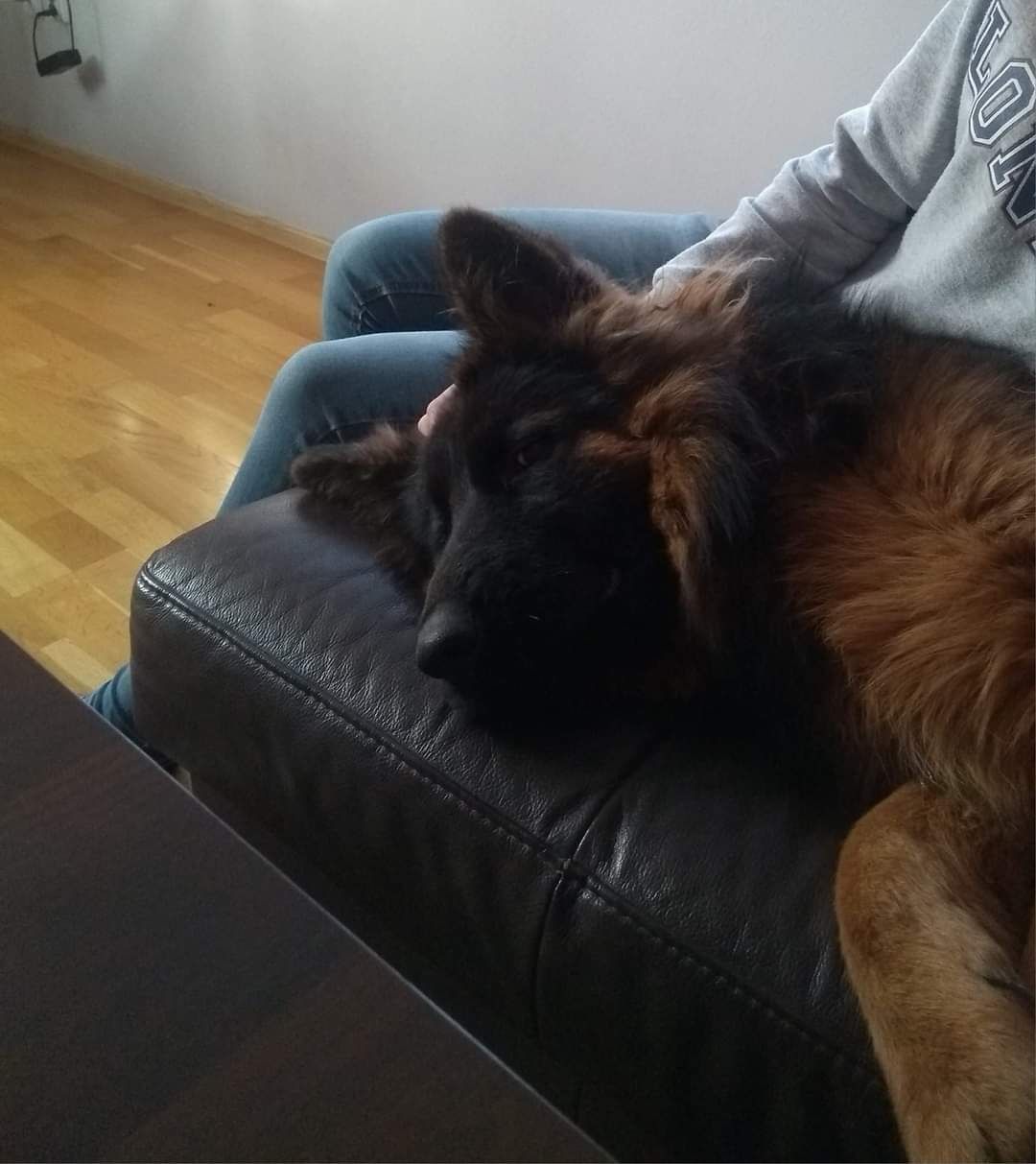 Cały czas szukamy Flamy - Flama nadal poszukiwana - owczarek niemiecki