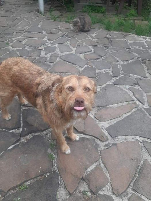 Отдам бесплатно в хорошие и добрые руки собачку