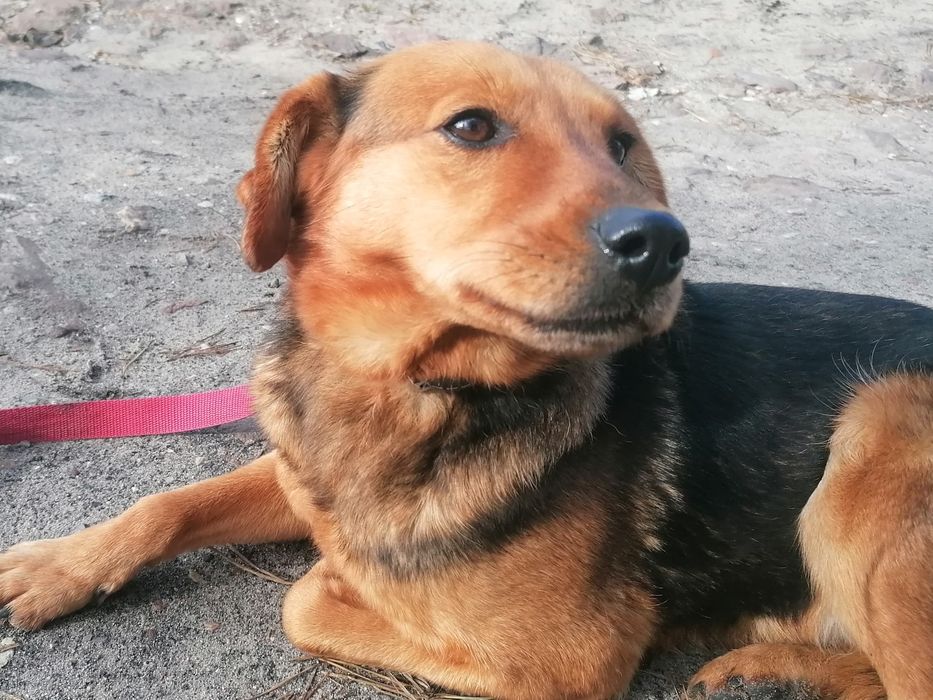 FANTA młoda łagodna suczka szuka domu