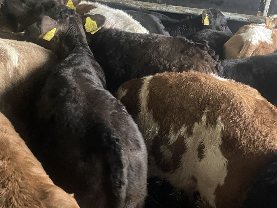 Cielaki mięsne  do chowu