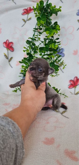Excelente mini mini blue Chihuahua/Chiuaua Linhagem Russa de Qualidade