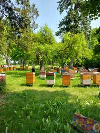 Rodziny pszczele do sprzedania
