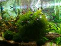 Oddam Ogromna kępa mchu java
