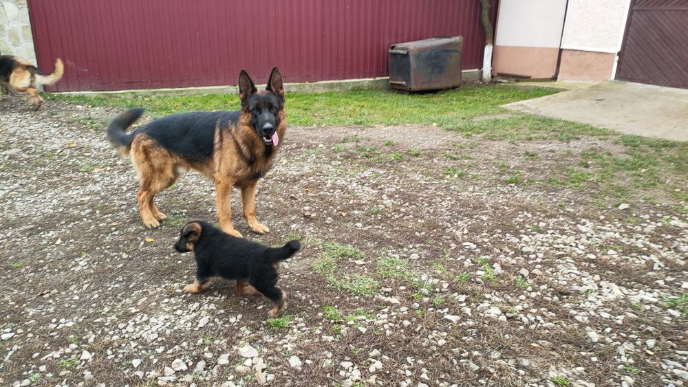 Продаються цуценята