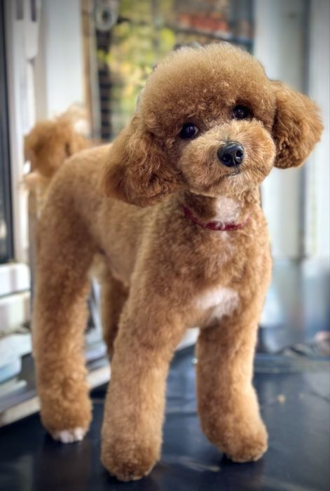 Професиональная стрижка собак