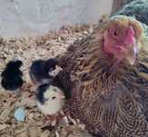 Pisklęta mix z kolorowych jajek, pisklęta zielononóżka marans leghorn