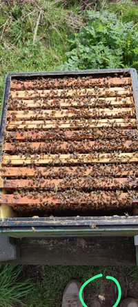 Sprzedam przezimowanie, bardzo silne rodziny pszczele