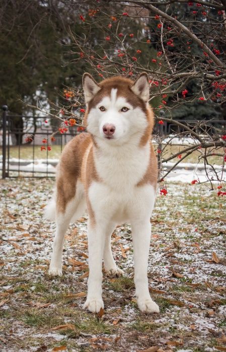 Вязка сибирский хаски кобель