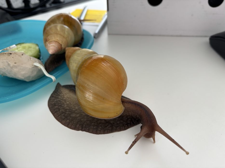 Oddam Ślimaki Afrykańskie Lissachatina Fulica Małe Do Oddania