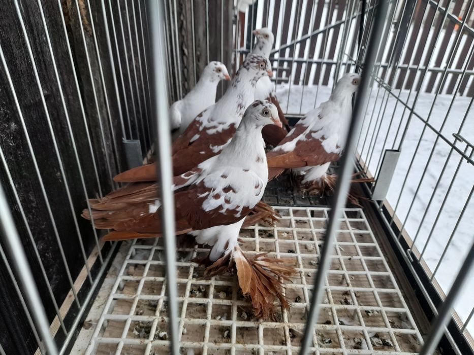 Gołębie ozdobne widyny