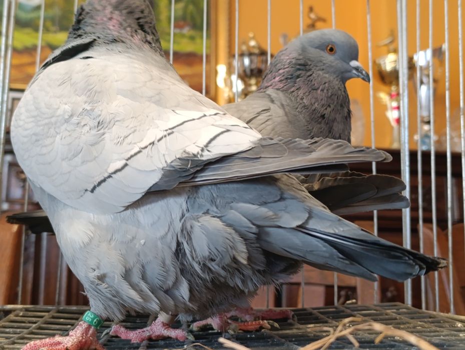 Ryś, rysie na niebieskich pasach i ciemnych lotach, wysyłam, gołębie o