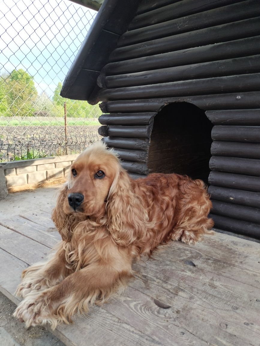 Pies Cocker spaniel angielski