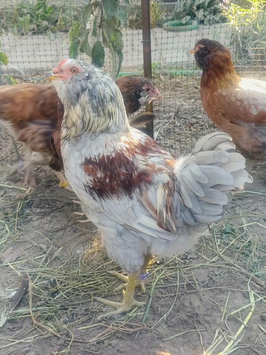 Півники різних порід та віку