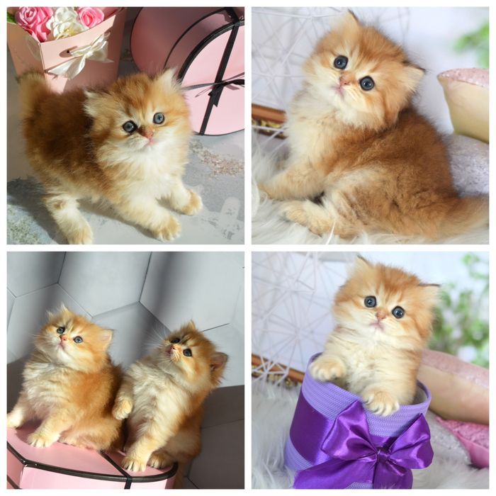 Британские котята золотая шиншилла/британські котята золота шиншила