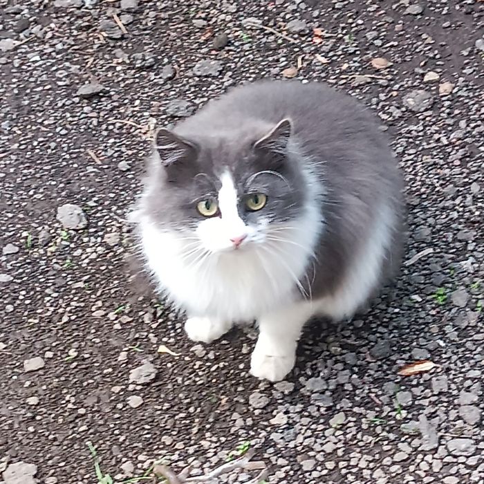 отдам кошечку  в хорошие руки бесплатно